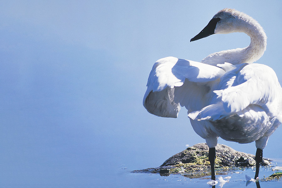 White trumpeter swan standing in clear blue water