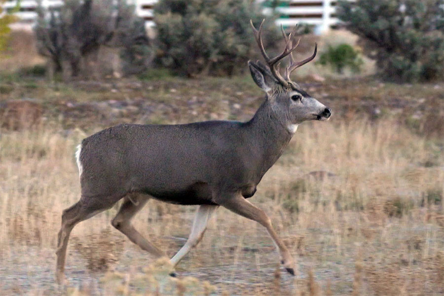 How Lawn Treatment Can Keep the Deer Away from Your Pleasant Valley, NY,  Yard<br/>