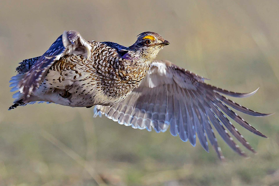 Sharp-tailed grouse, with wings spread, in flight