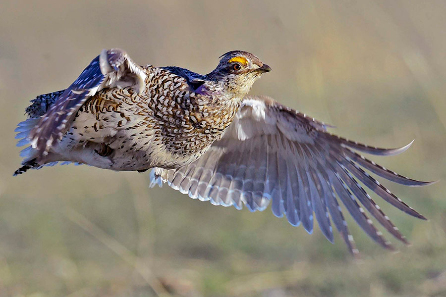 sharp tailed grouse flying