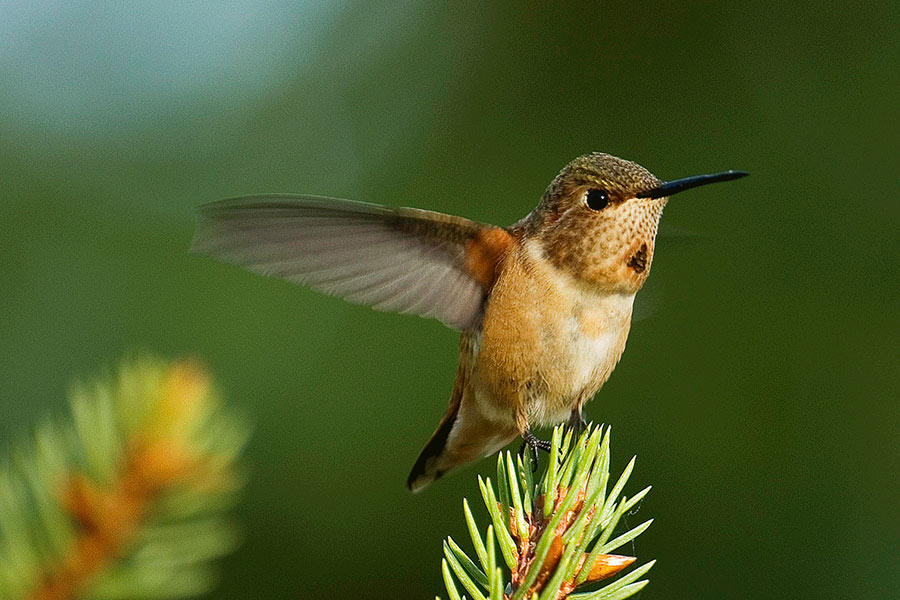 Juvenile rufous hummingbird perched on a pine branch