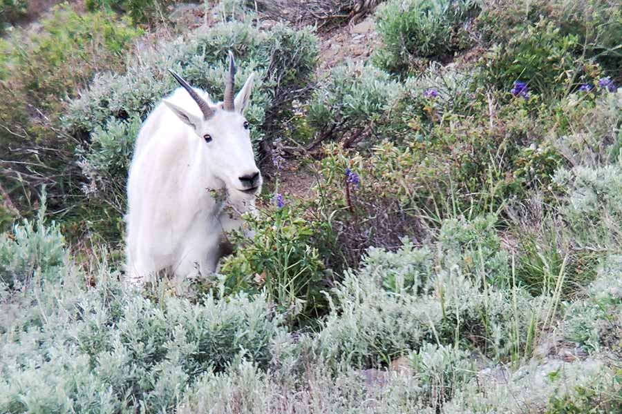 A mountain goat standing in brush, looking upward