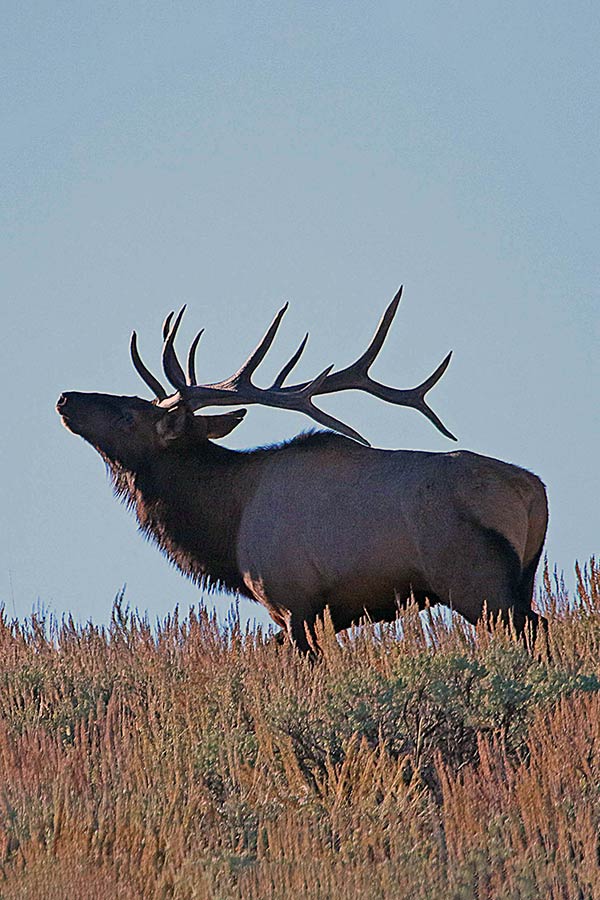 Bull elk standing in grass, looking toward the sky