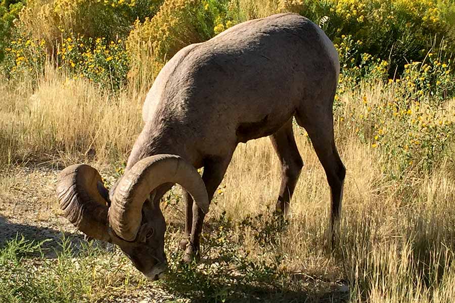 Ram bighorn sheep crouched down, eating grass