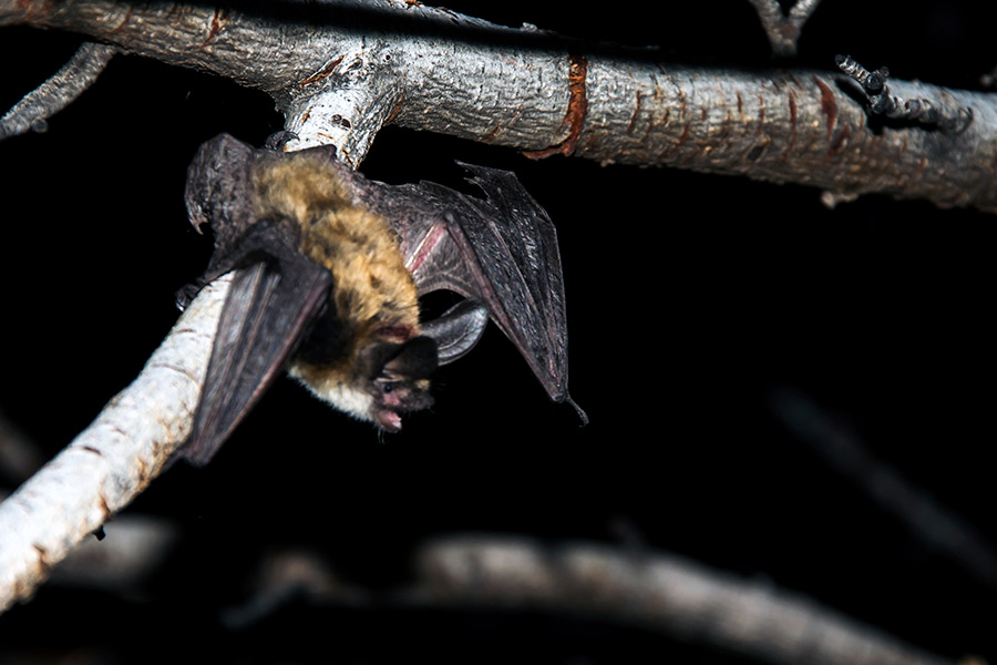 Long-eared myotis bat hanging from a tree branch