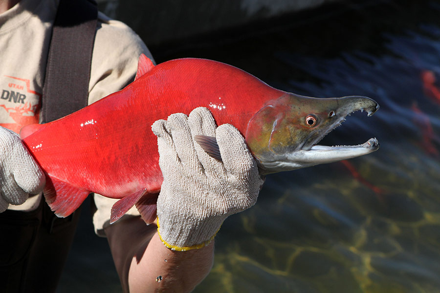 DWR employee holding a transformed, bright red kokanee salmon with a humped back, hooked jaw and elongated teeth