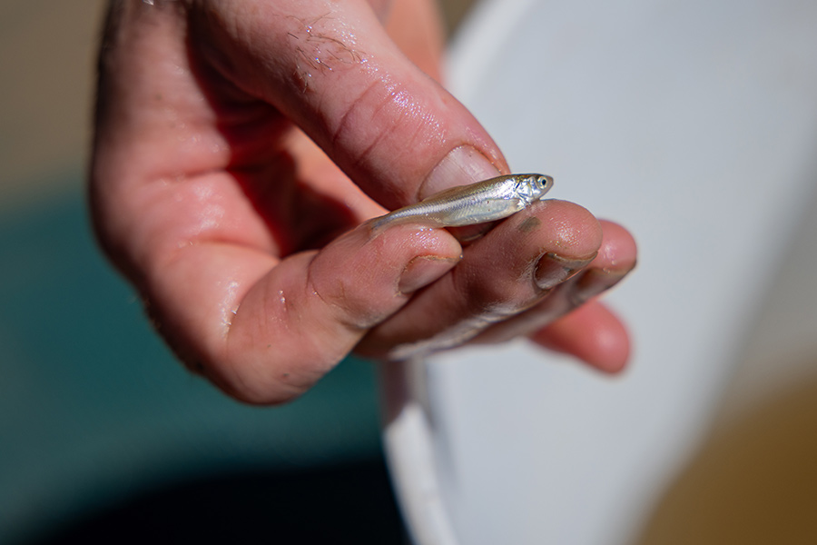 New nursery pond for roundtail chub created in Moab to help increase fish  populations