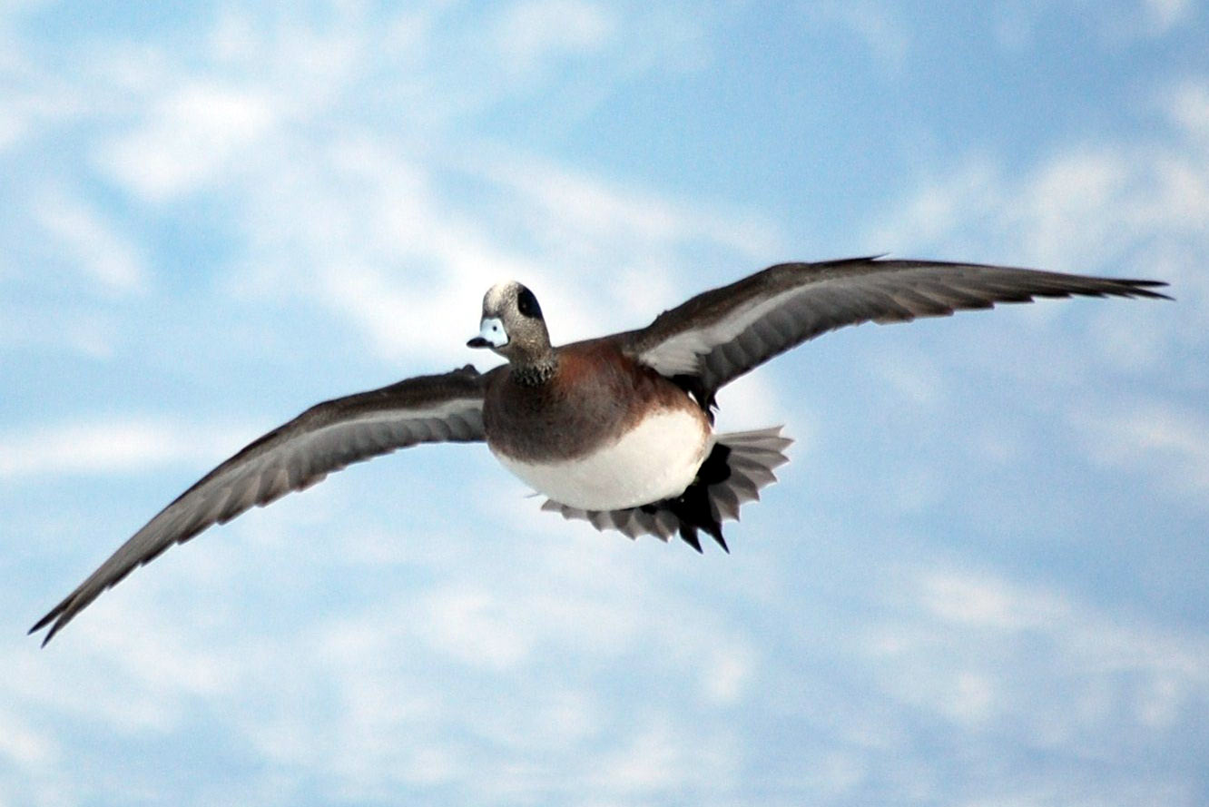 Estimated decline in duck population only part of fall flight