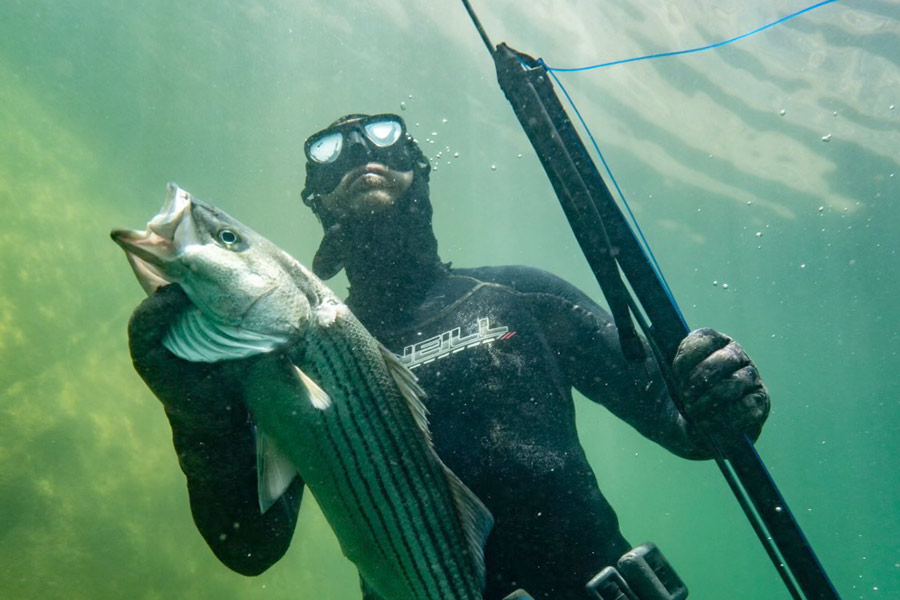 Spear angler underwater at Lake Powell holding a caught striped bass