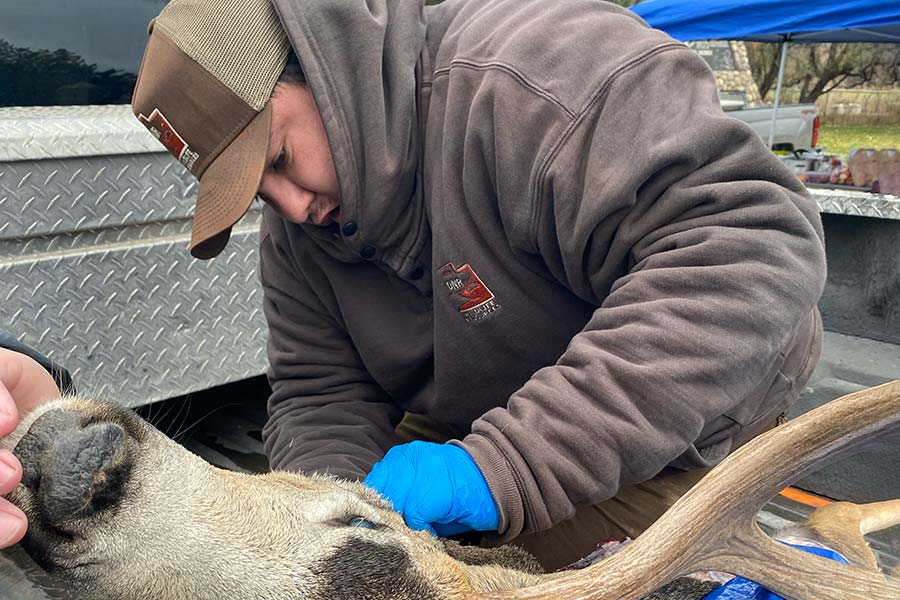DWR employee testing a harvested deer head for chronic wasting disease in the bed of a pickup truck