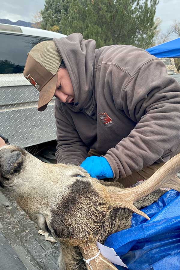 DWR employee testing a harvested deer head for chronic wasting disease in the bed of a pickup truck