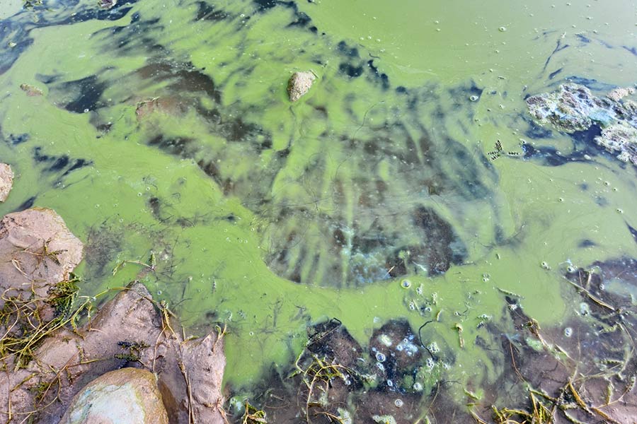 Green algae bloom in Holmes Creek Reservoir