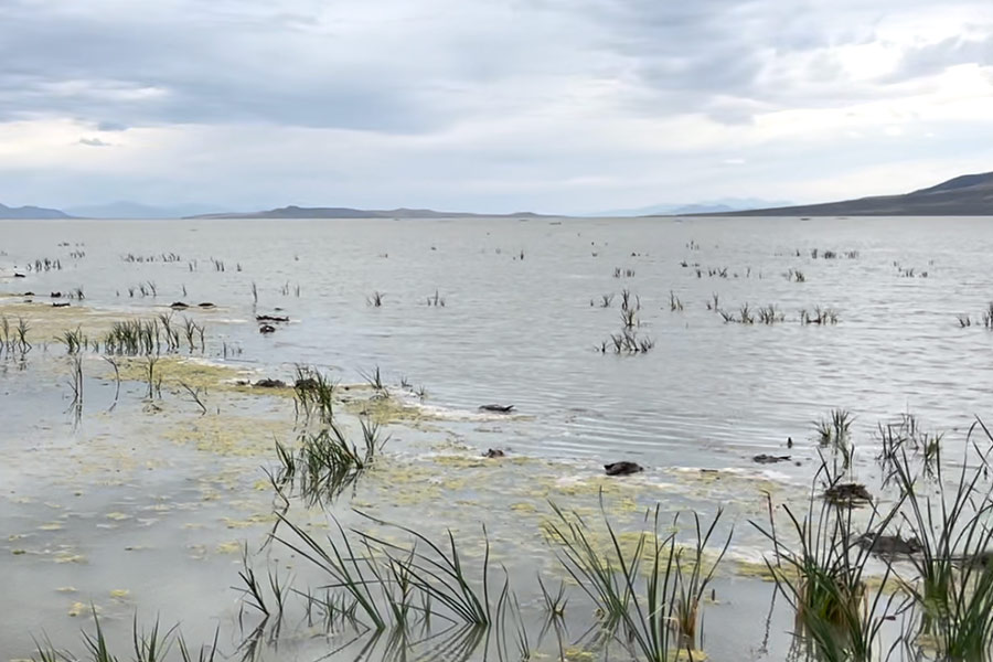 CITY WILDLIFE RESPONDS TO OUTBREAK OF BIRD DISEASE - City Wildlife