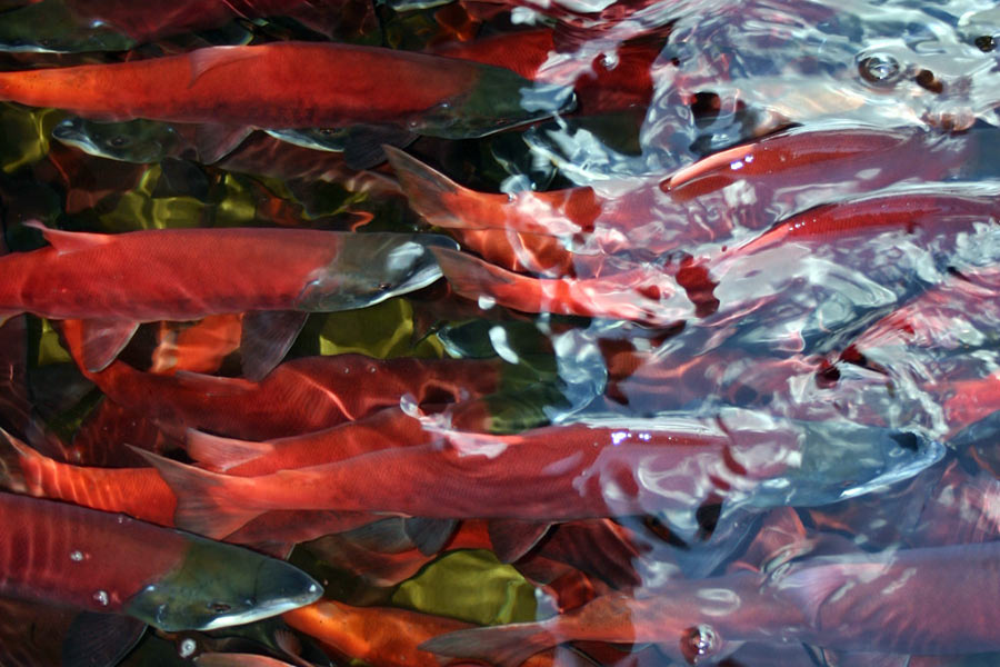 Red kokanee salmon fish swimming together in water