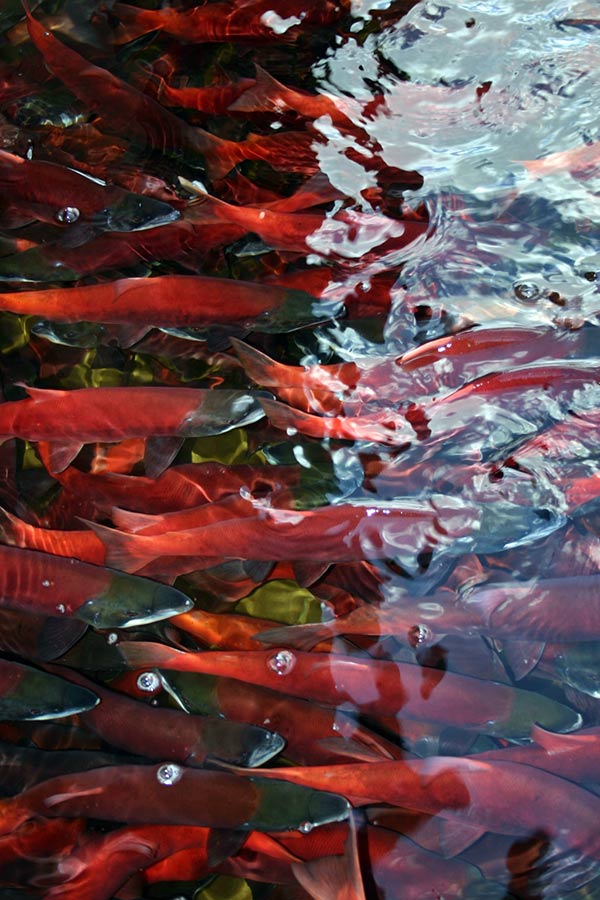DWR to harvest kokanee salmon eggs at Fish Lake for the first time to help  increase kokanee populations around Utah