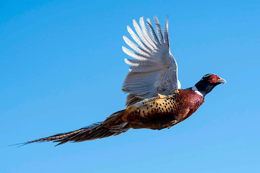 Ring-necked pheasant in flight against a clear blue sky
