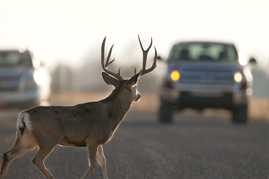 Buck deer standing in a road in Oak City, Utah, in front of an oncoming car
