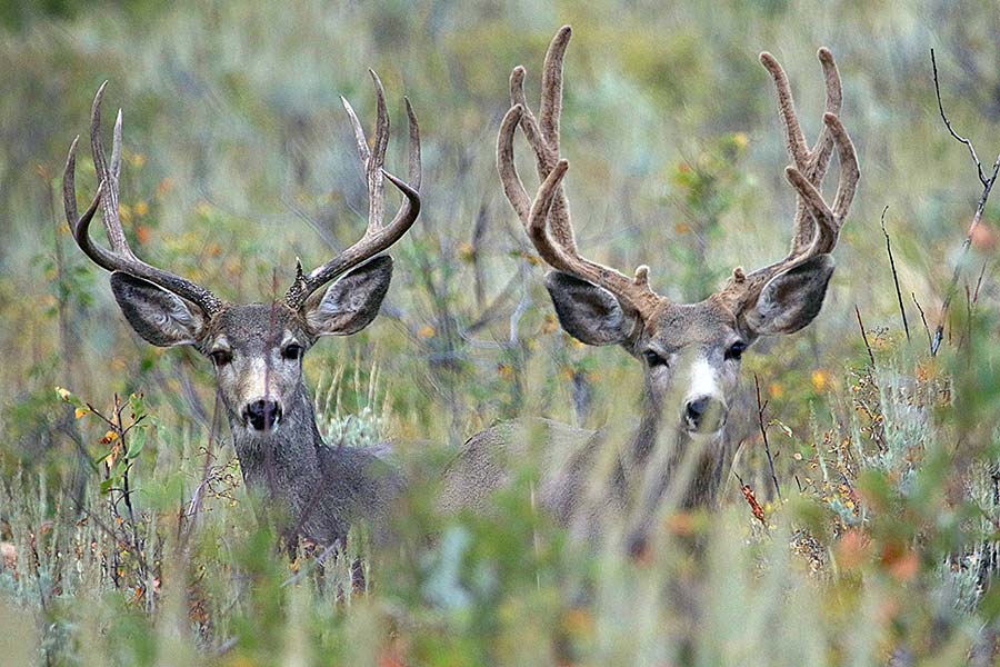 Two buck deer standing in brush in northern Utah, one of them in velvet