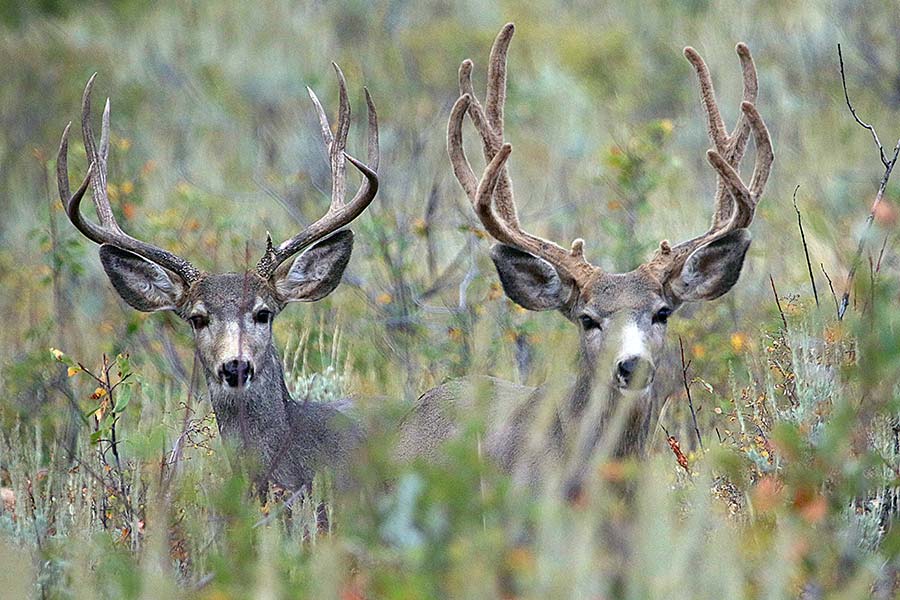 DWR proposes research study on 5 deer-hunting units, changes to weapon  technology use and mandatory harvest reporting for general-season deer and  elk hunts