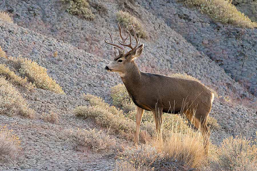 See mule deer at upcoming DWR viewing event