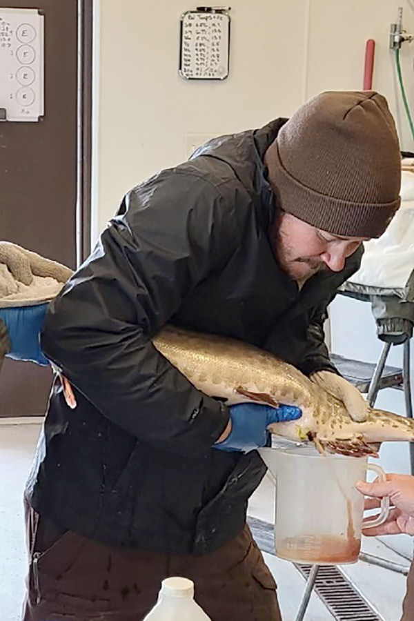 Tiger Muskie; the role of this silent predator in Colorado's waters -  Colorado Outdoors Online