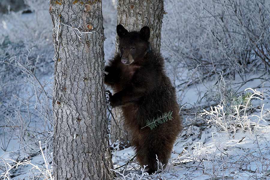 Black bear wearing a tracking collar, standing on its hind legs against a tree