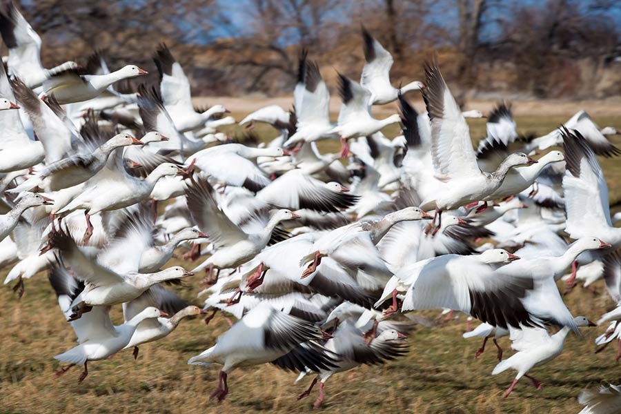 Flock of snow geese in flight near Delta