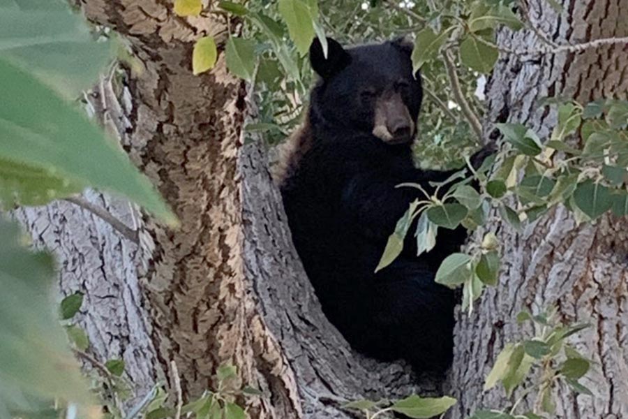 Black bear perched in a tree