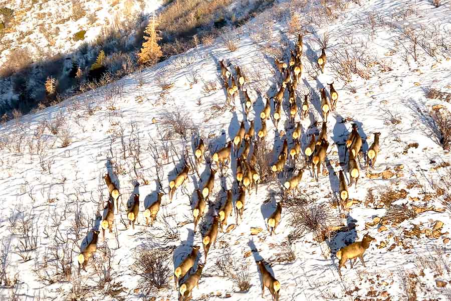 A herd of cow elk running along a snowy hillside