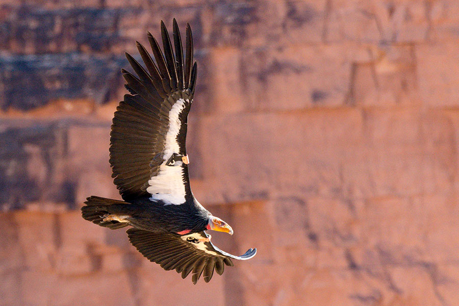 Condor in flight at Zion National Park