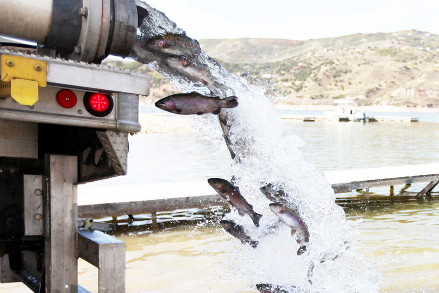 Fish being stocked in a waterbody