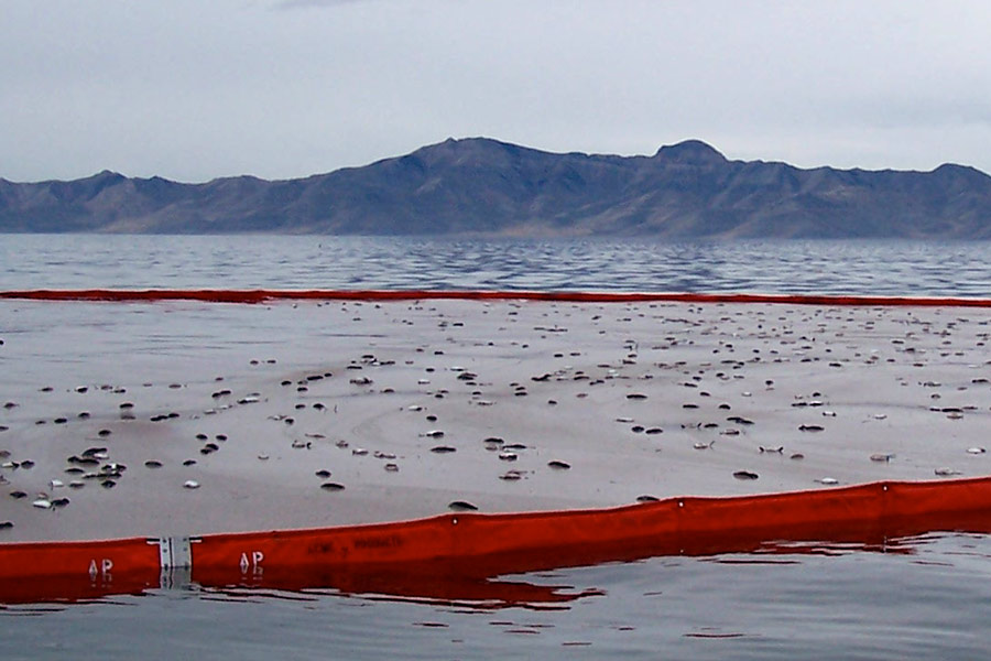 Hundreds of eared grebes, dead from avian flu, floating in the Great Salt Lake