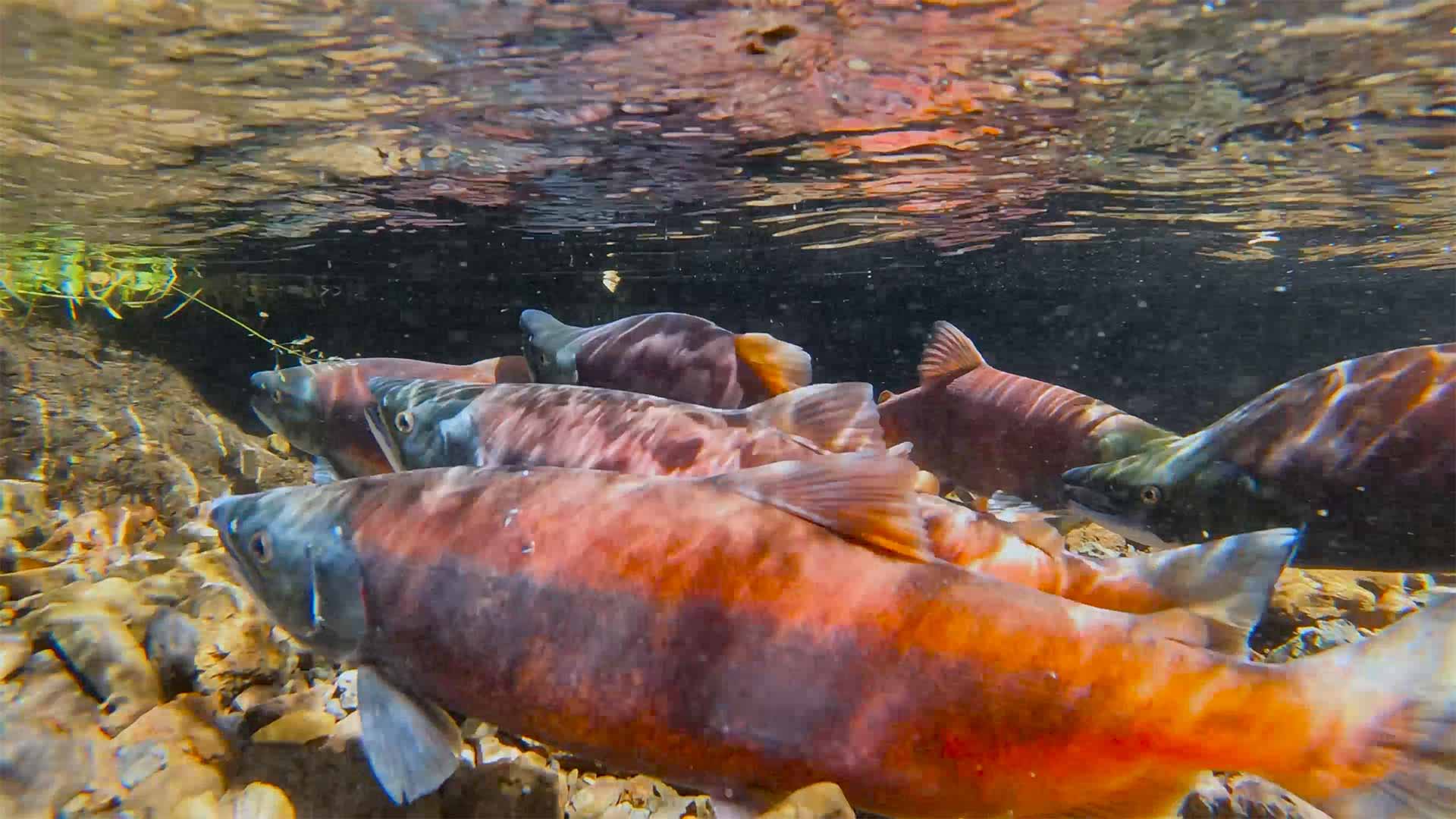 Red kokanee salmon swimming at Twin Creeks during the fall migration spawn