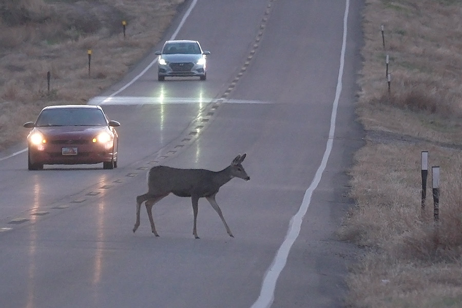 A small deer crossing a road at dusk with oncoming cars on the other side