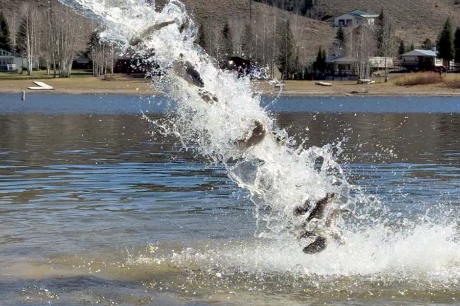 Fish being stocked at Scofield Reservoir