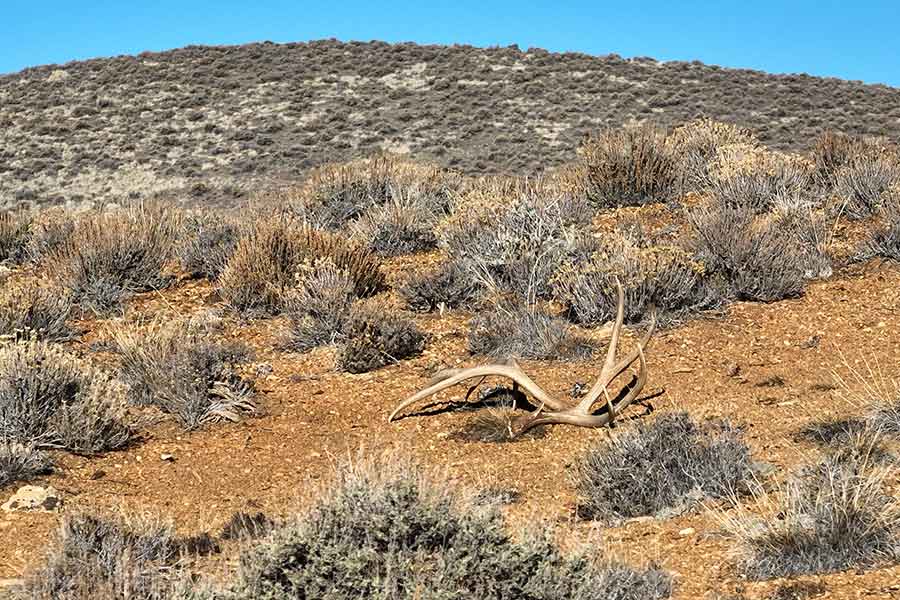Shed mule deer antlers sitting on the ground in the southern Utah desert