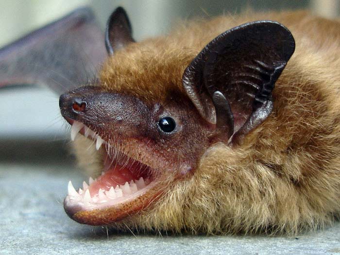 how do bats get in your house