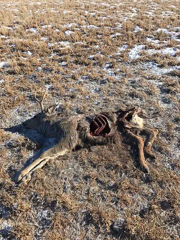 Deer left to waste in agricultural field