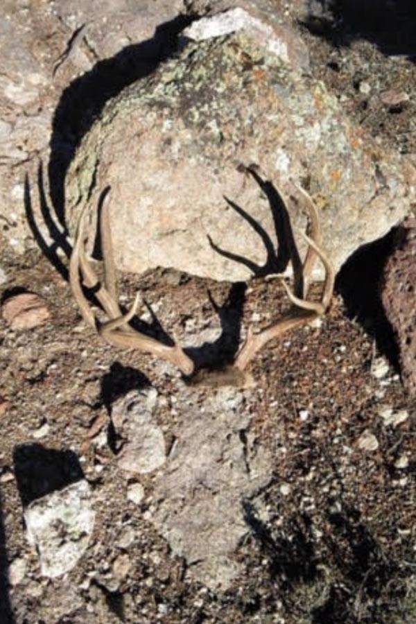 Buck deer antlers