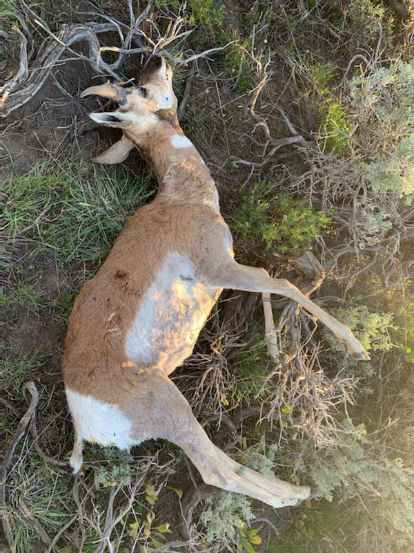 Poached pronghorn