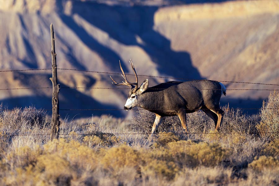 What Dwr Conservation Officers Want Hunters Anglers To Know