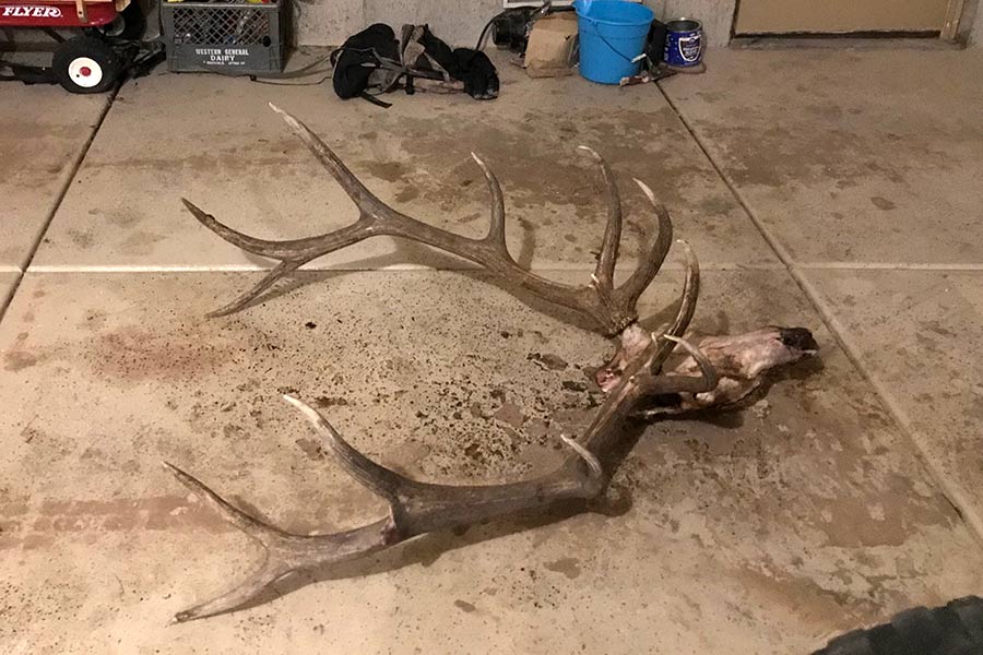 Trophy elk skull and antlers