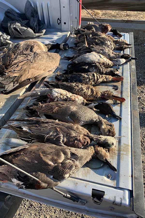 Wasted waterfowl in pickup truck