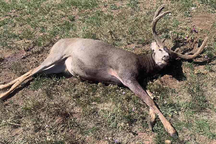Illegally killed buck deer