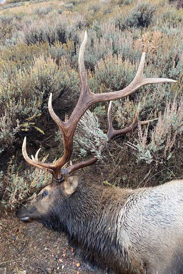 Illegally killed trophy bull elk