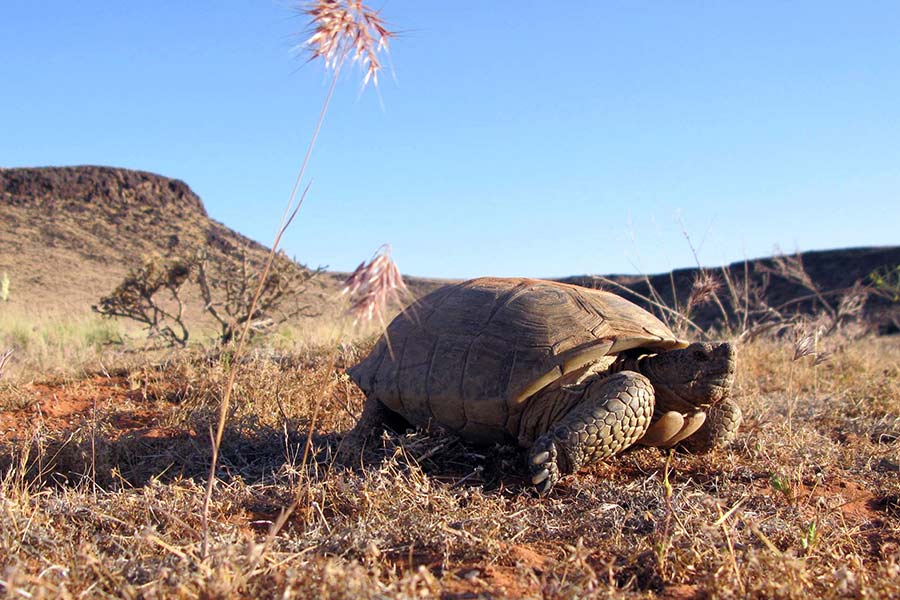 DWR conservation officers remind public it's illegal to remove