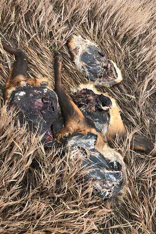 Decayed remnants of a headless bull elk, lying in dry grass