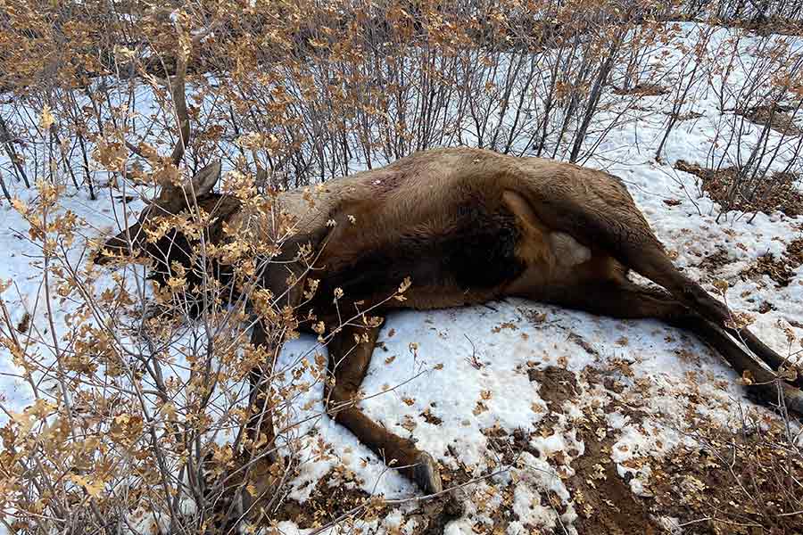 Decayed carcass of a bull elk, lying in snow