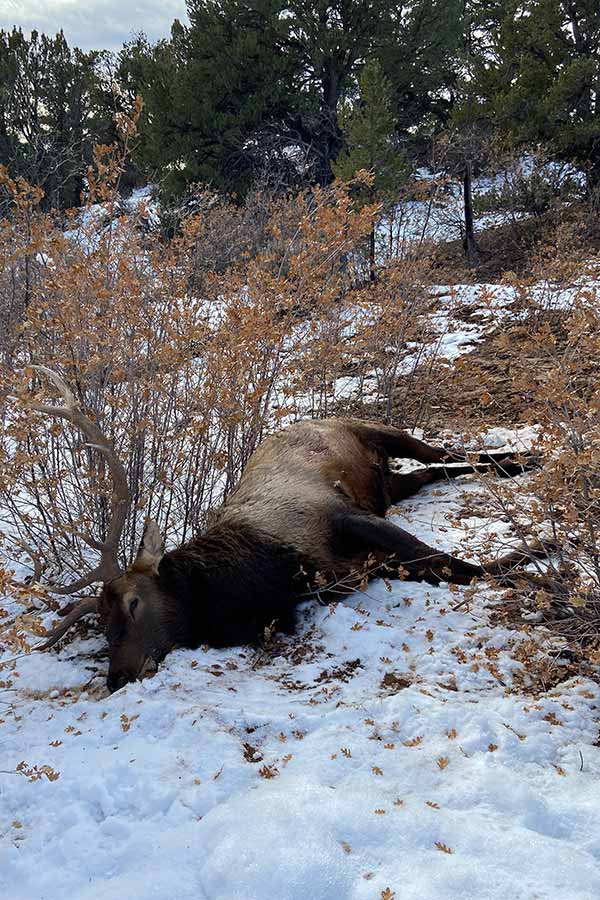 Decayed carcass of a bull elk, lying in snow