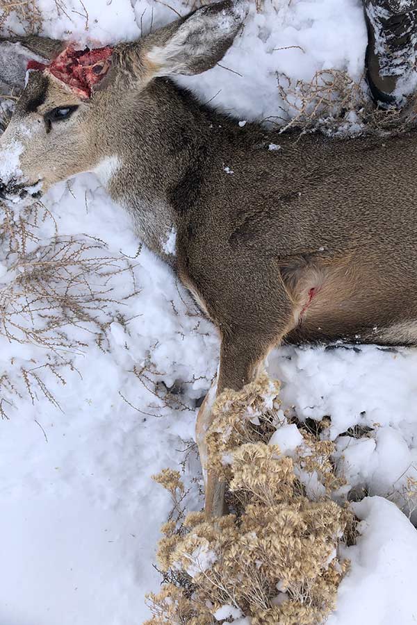 Buck deer dumped west of Centerfield in Sanpete County
